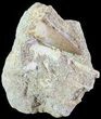 Fossil Plesiosaur (Zarafasaura) Tooth In Rock #61086-1
